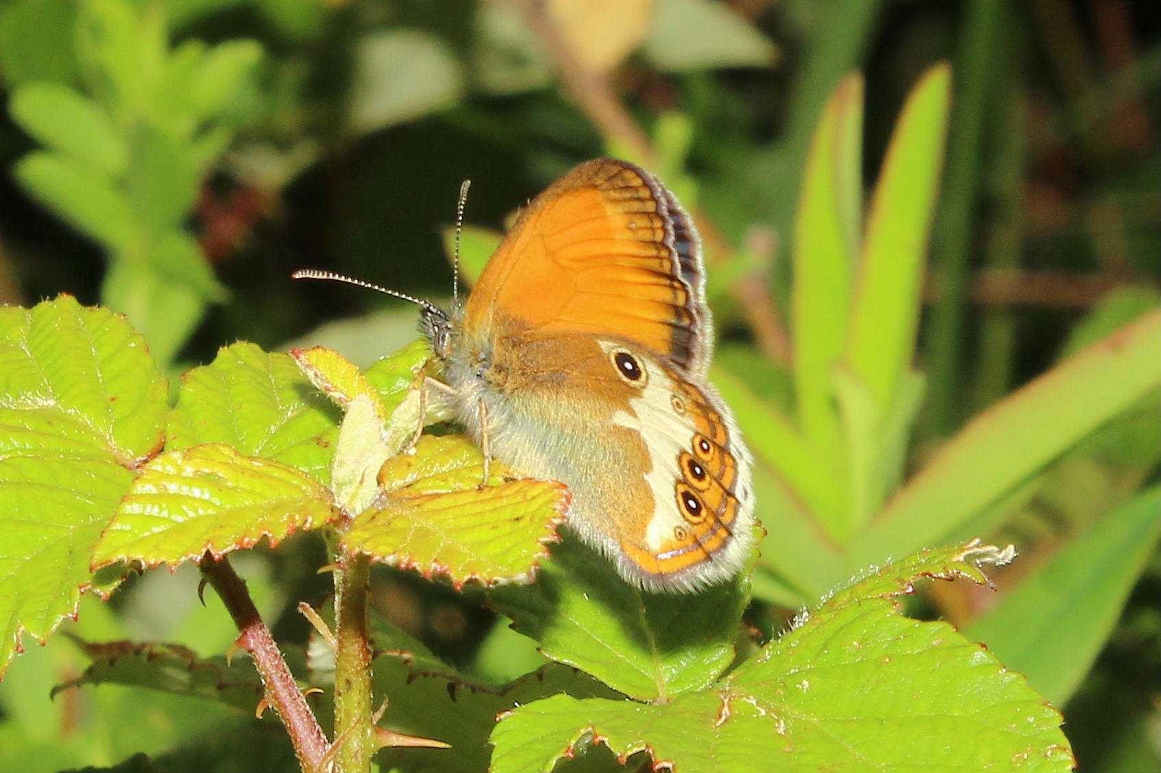 Farfalla da determinare  Coenonympha arcania